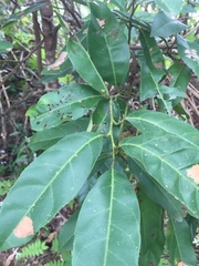 Itea