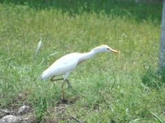 Bubulcus ibis