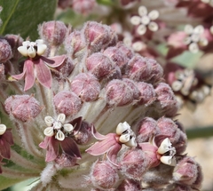 Asclepias vestita