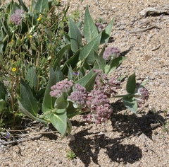 Asclepias vestita