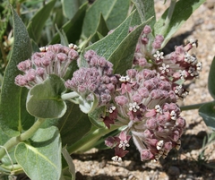 Asclepias vestita