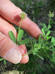 Trifolium bifidum