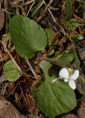 Viola primulifolia