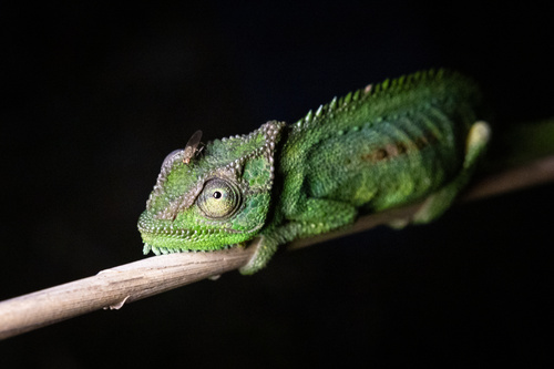 Cape Dwarf Chameleon, Paardevlei Trail, Cape Town, WC, ZA, photo 10 of 10