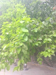 Coccoloba barbadensis