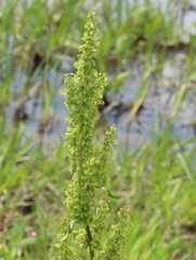 Rumex crispus