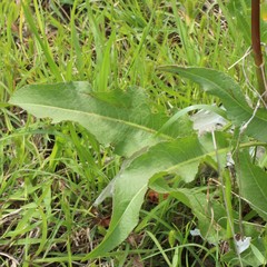 Rumex crispus
