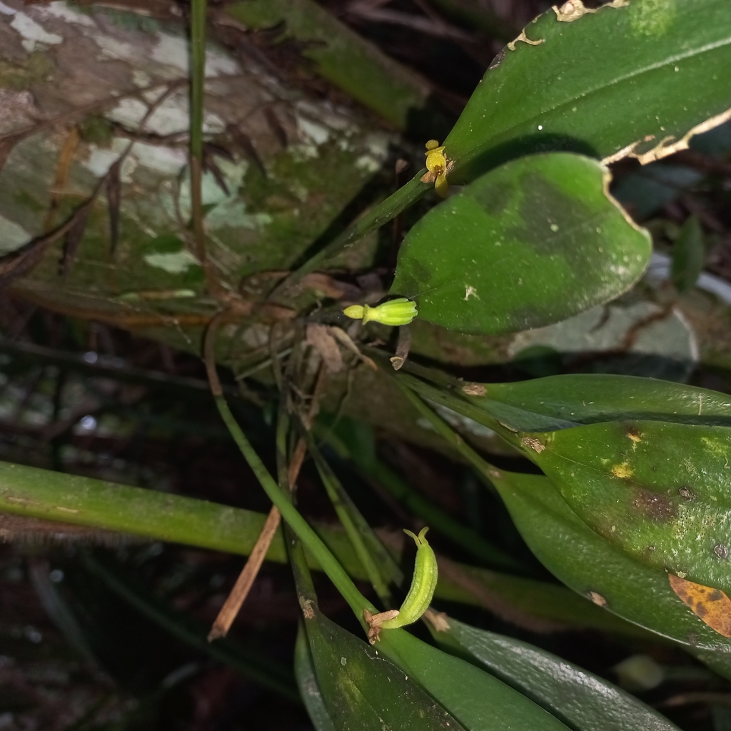 Acianthera oligantha