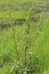 Rumex crispus