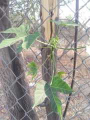 Cnidoscolus aconitifolius