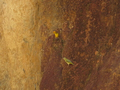 Sicalis columbiana