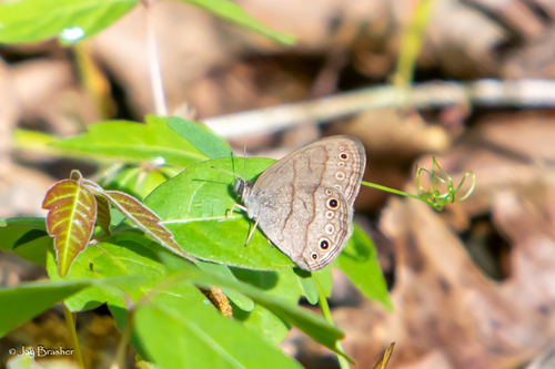 Carolina Satyr photo 5