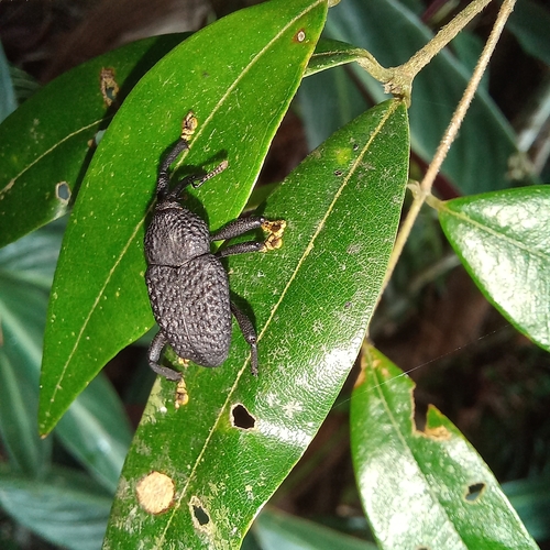 Homalinotus porosus