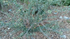 Pithecellobium keyense