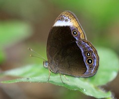 Mycalesis anaxias