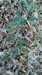 Pithecellobium keyense