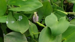 Pontederia sagittata