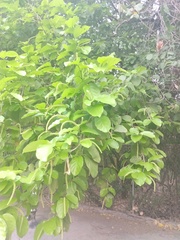 Coccoloba barbadensis