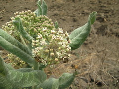 Asclepias notha