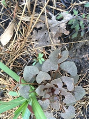 Claytonia rubra
