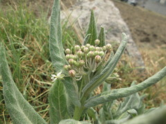 Asclepias notha