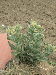 Asclepias notha