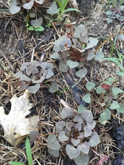 Claytonia rubra
