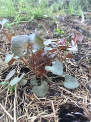 Claytonia rubra