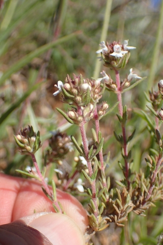 Image of Thymus Zygis (Thymus zygis) by (c) Jorge Íñiguez, some rights reserved (CC BY)