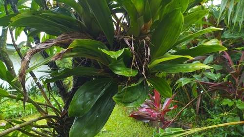 Foto de Orquídea-tigre