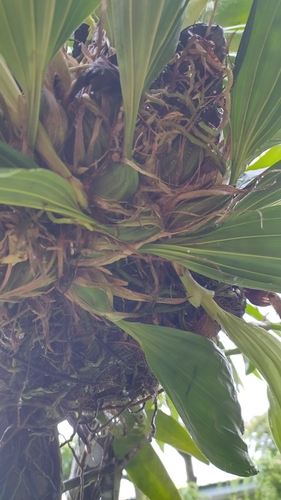 Foto de Orquídea-tigre