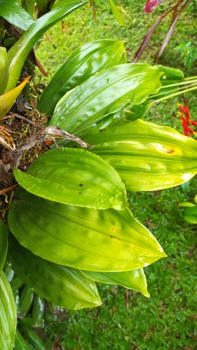 Foto de Orquídea-tigre