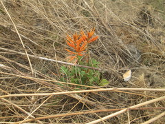 Erythrina leptorhiza