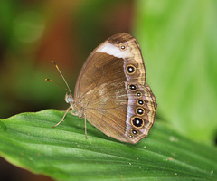Mycalesis anaxias