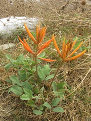 Erythrina leptorhiza