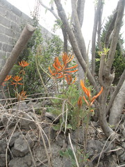 Erythrina leptorhiza