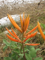 Erythrina leptorhiza