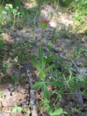 Trifolium bifidum