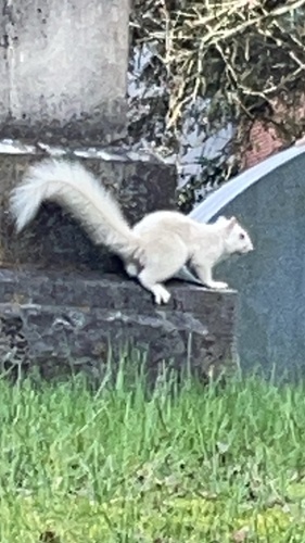 Eastern Gray Squirrel photographed in Kentucky