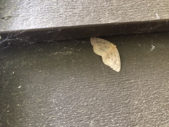 Lambdina pellucidaria