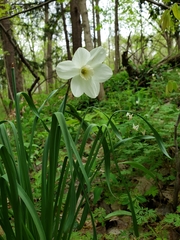 Narcissus poeticus