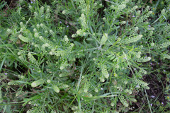 Lepidium austrinum