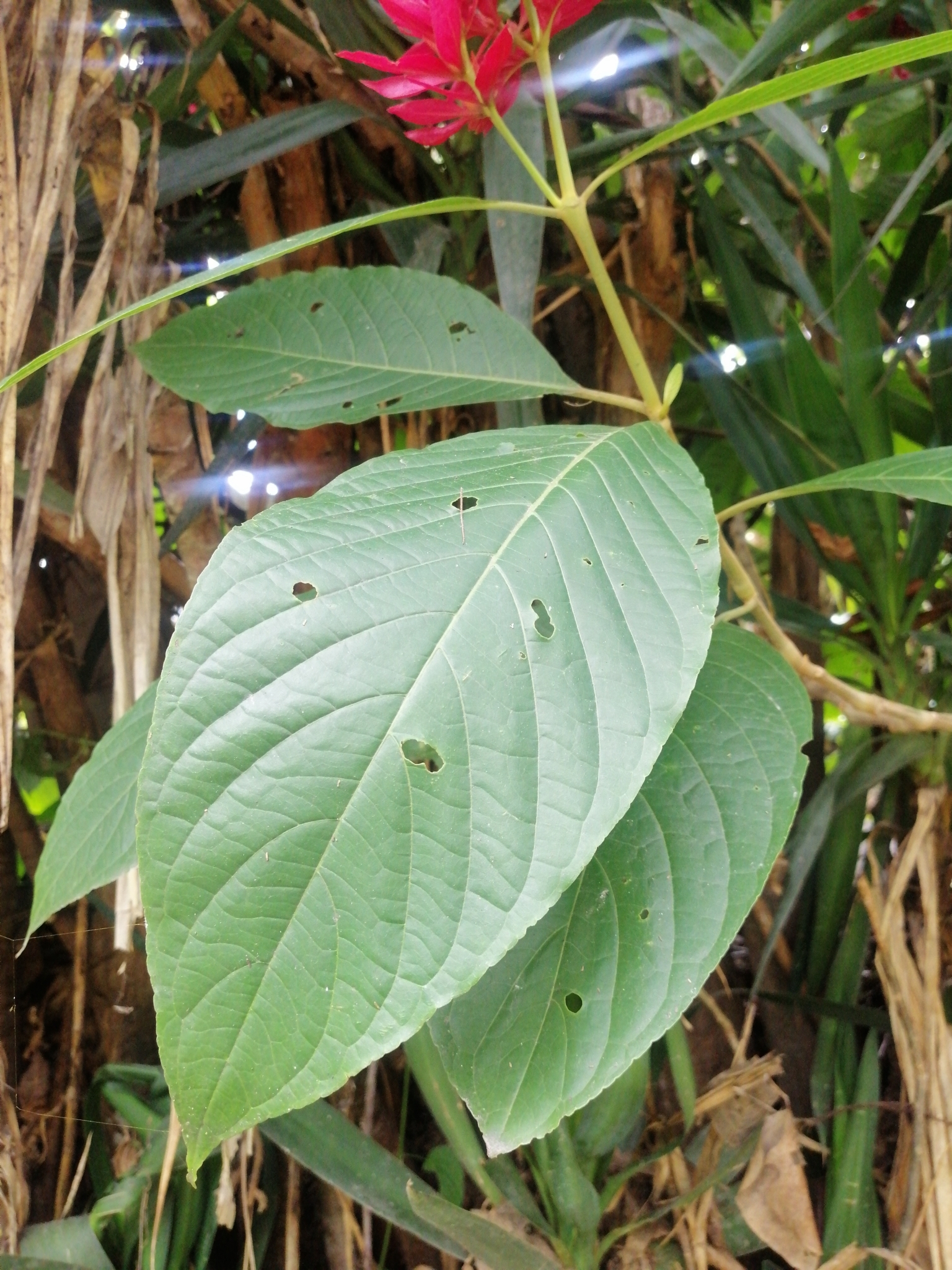 Megaskepasma image