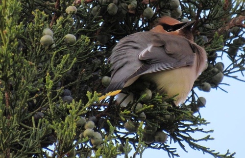 Cedar Waxwing photographed in Iowa