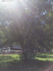 Quercus