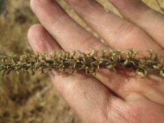 Mesadenus polyanthus