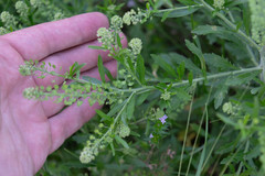 Lepidium austrinum