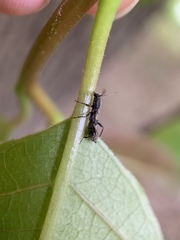 Molorchus bimaculatus