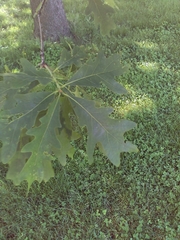 Quercus