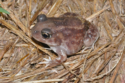 Hurter's Spadefoot